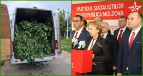 BREAKING NEWS // Cânepa de 5 milioane de la Orhei, aparține unui membru PSRM